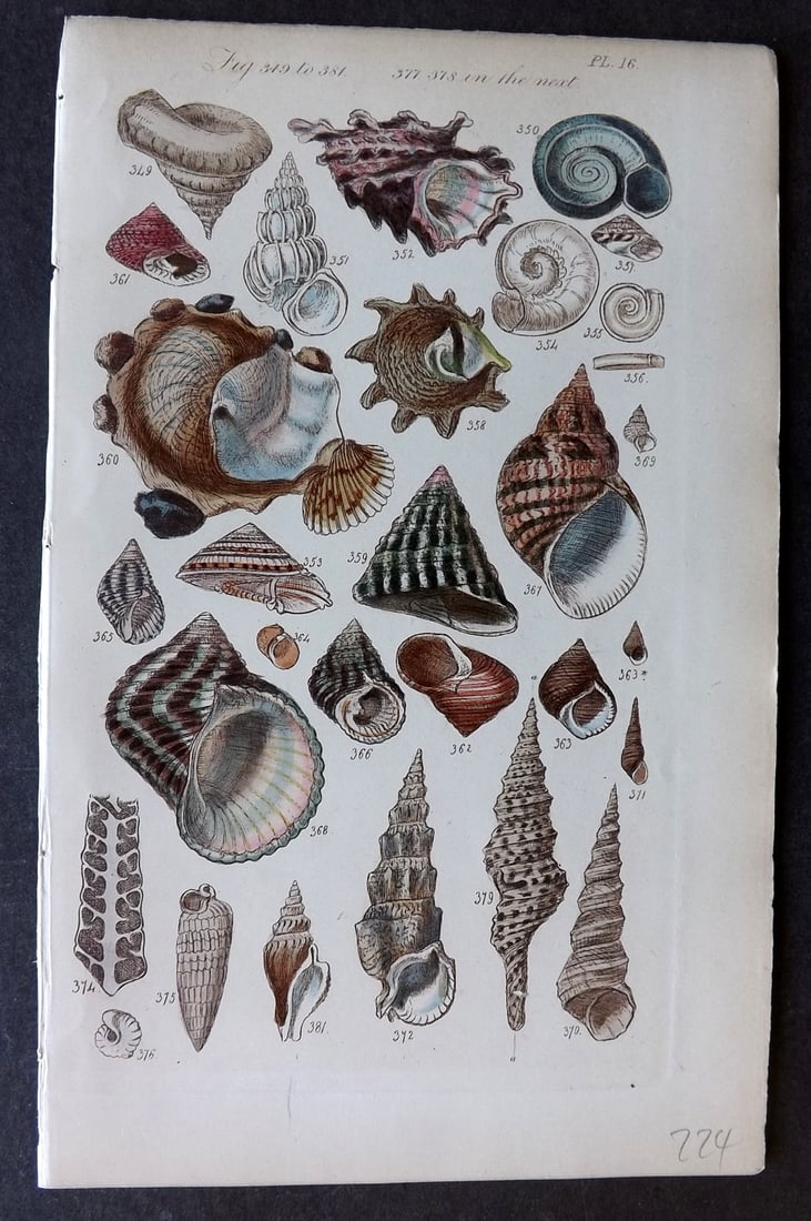 Sowerby, George 1852 Hand Colored Shell Print 16 (1 of 1)