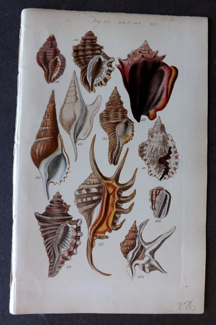 Sowerby, George 1852 Hand Colored Shell Print 18 (1 of 1)