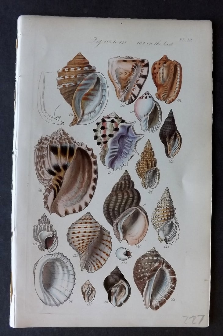 Sowerby, George 1852 Hand Colored Shell Print 19 (1 of 1)