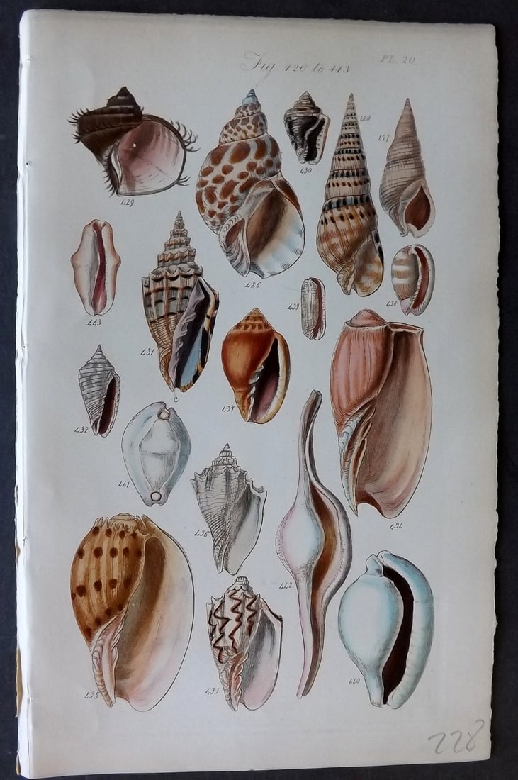 Sowerby, George 1852 Hand Colored Shell Print 20 (1 of 1)
