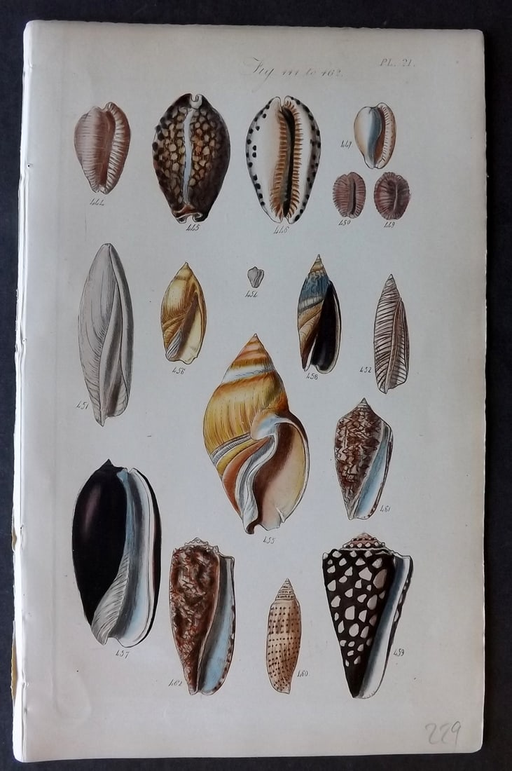 Sowerby, George 1852 Hand Colored Shell Print 21 (1 of 1)
