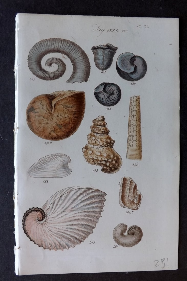Sowerby, George 1852 Hand Colored Shell Print 23: Hand Colored Etching Published 1852, London for "A Conchological Manual" by George Brettingham Sowerby. Paper Size: 8.5 x 5.5 inch (22 x 14cm) Good Condition