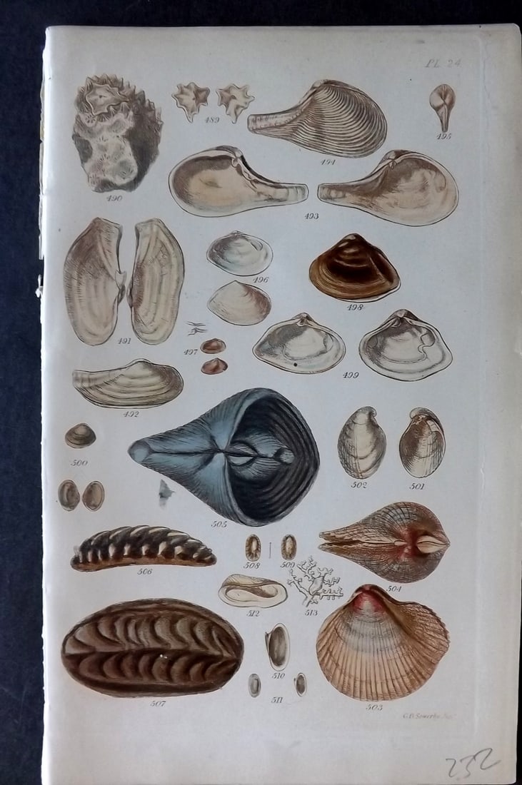 Sowerby, George 1852 Hand Colored Shell Print 24 (1 of 1)
