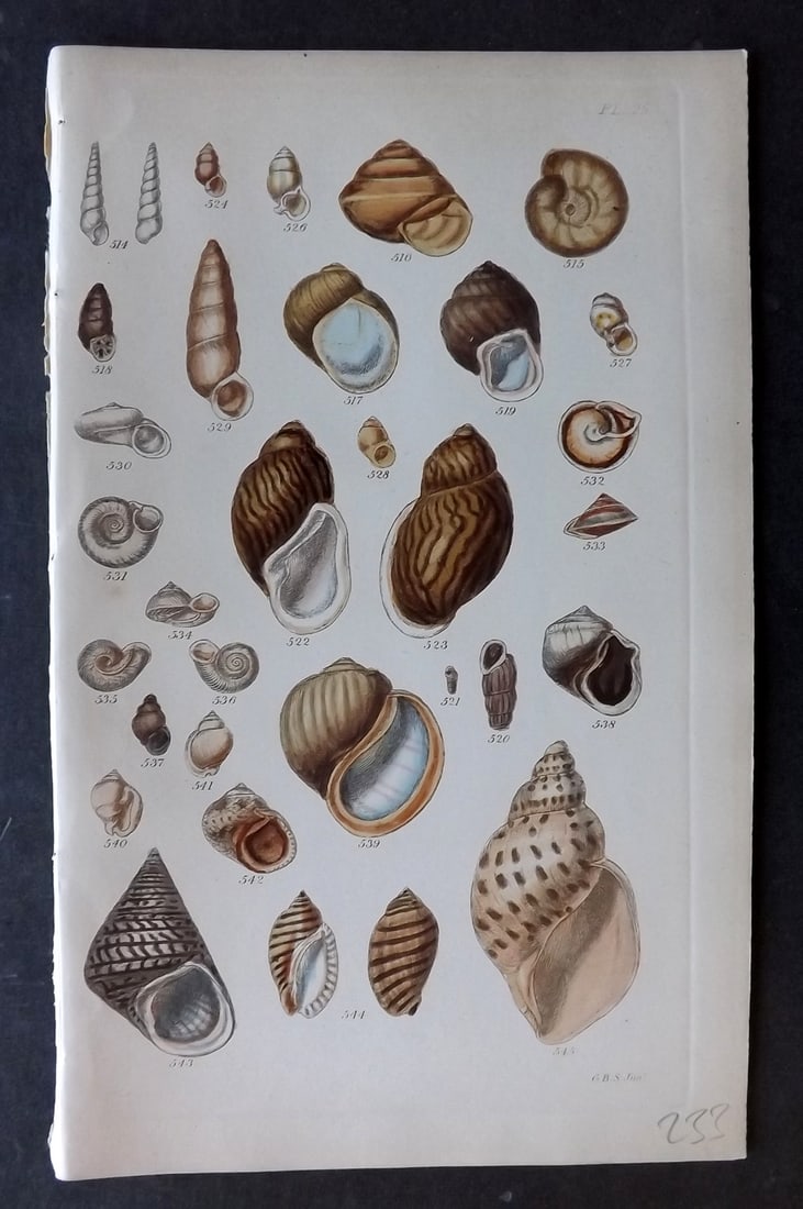Sowerby, George 1852 Hand Colored Shell Print 25 (1 of 1)