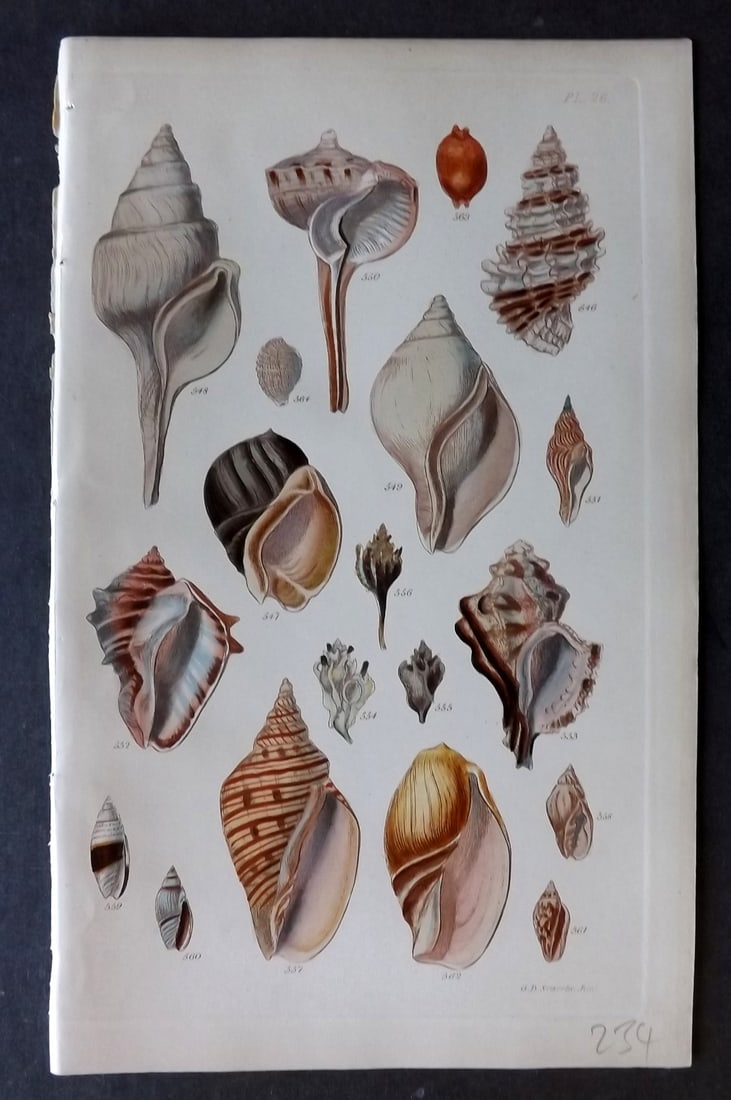 Sowerby, George 1852 Hand Colored Shell Print 26 (1 of 1)