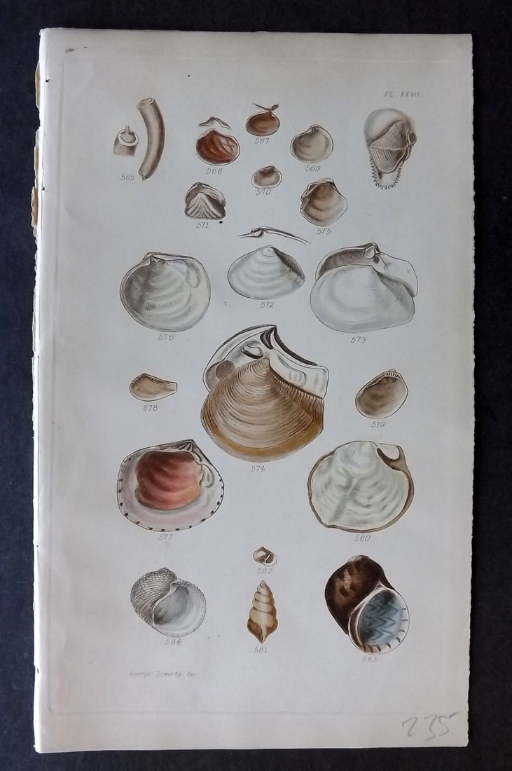 Sowerby, George 1852 Hand Colored Shell Print 27: Hand Colored Etching Published 1852, London for "A Conchological Manual" by George Brettingham Sowerby. Paper Size: 8.5 x 5.5 inch (22 x 14cm) Good Condition