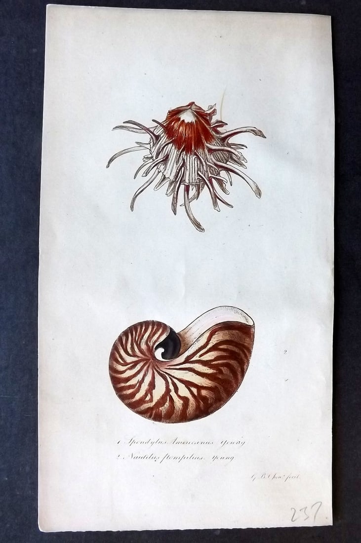 Sowerby, George 1852 Hand Colored Shell Print. Frontis (1 of 1)