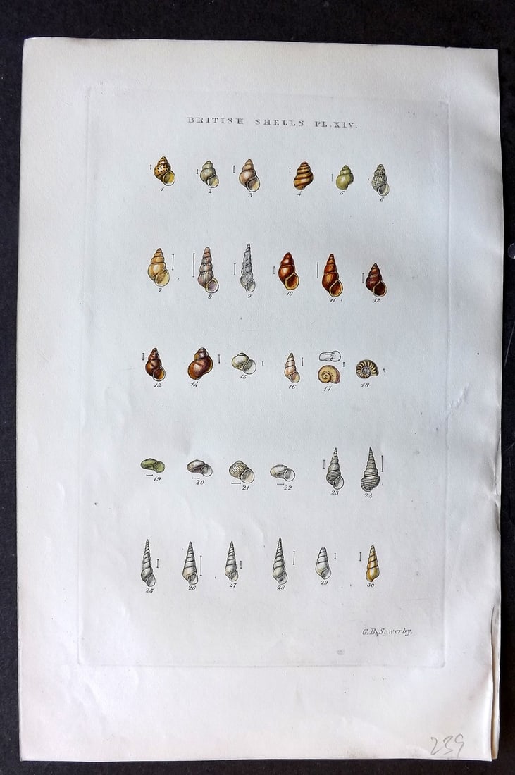 Sowerby, George 1859 Hand Col Shell Print. Rissoam Hydrobia, Aclis, Barleeia, Jefreysia etc 14 (1 of 1)