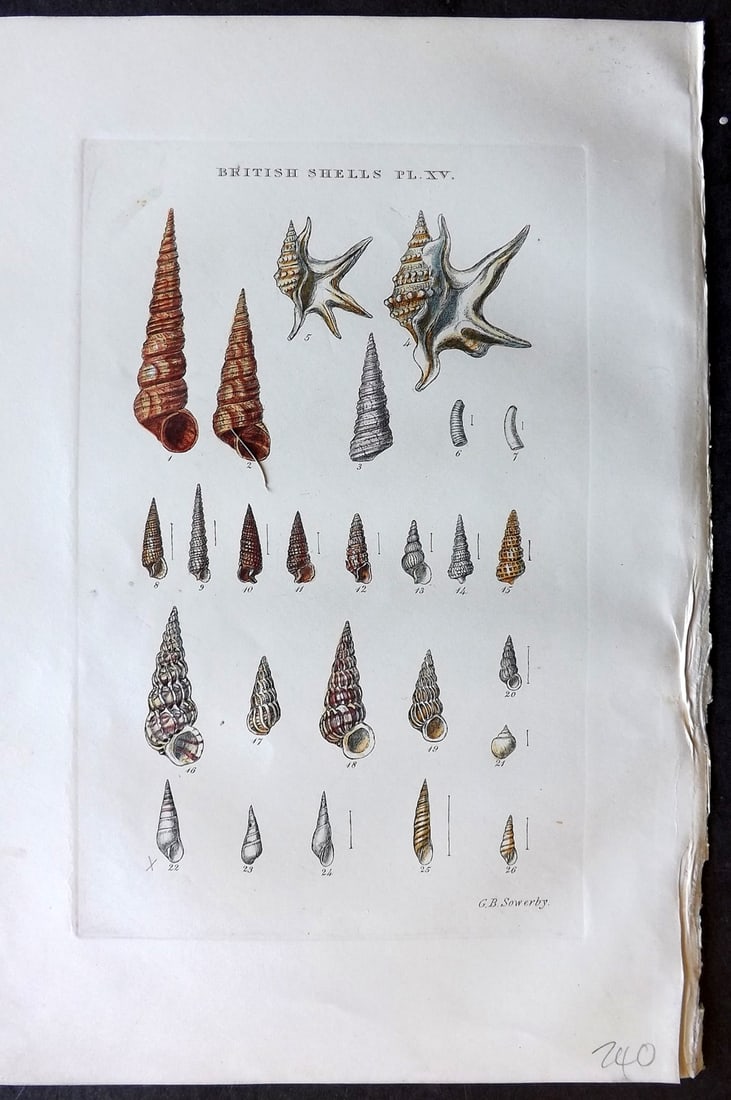 Sowerby, George 1859 Hand Col Shell Print. Turritella, Aporrhais, Caecum, Cerithium 15 (1 of 1)