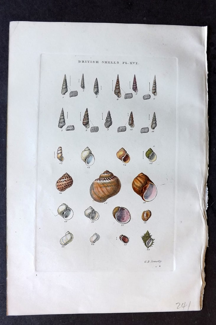Sowerby, George 1859 Hand Col Shell Print. Chemnitzia, Truncatella, Natica etc 16 (1 of 1)