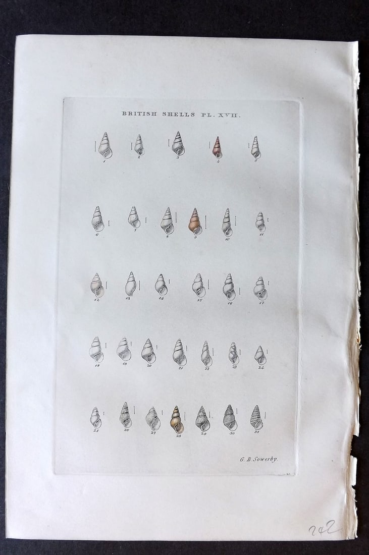 Sowerby, George 1859 Hand Col Shell Print. Odostomia 17 (1 of 1)