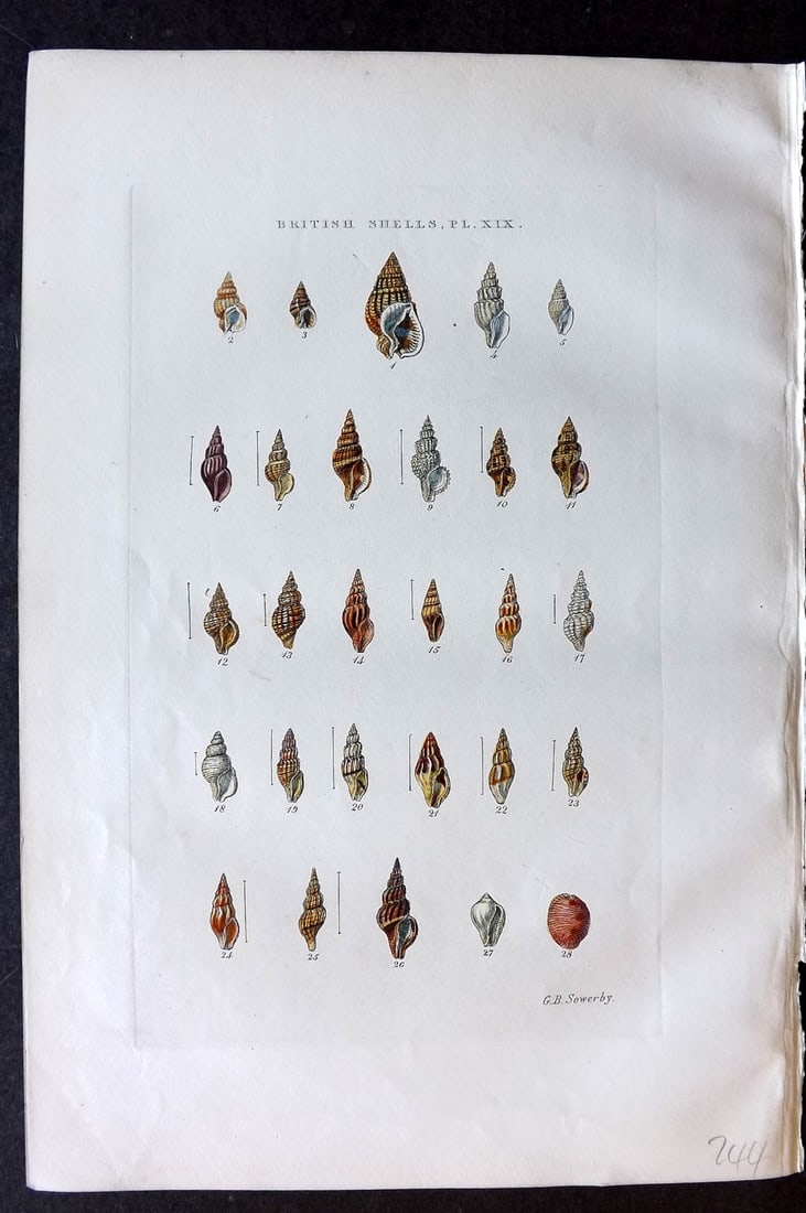 Sowerby, George 1859 Hand Col Shell Print. Nassa, Pleurotoma, Marginella, Cypraea 19 (1 of 1)