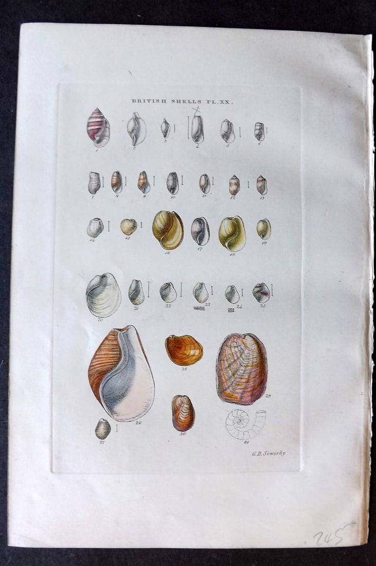 Sowerby, George 1859 Hand Col Shell Print. Actaeon, Ovulum, Cylichna, Volvula, Utricculus etc 20 (1 of 1)