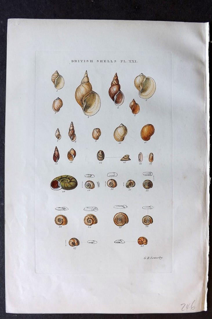 Sowerby, George 1859 Hand Col Shell Print. Limnaea, Physa, Ancylus, Planorbis 21 (1 of 1)