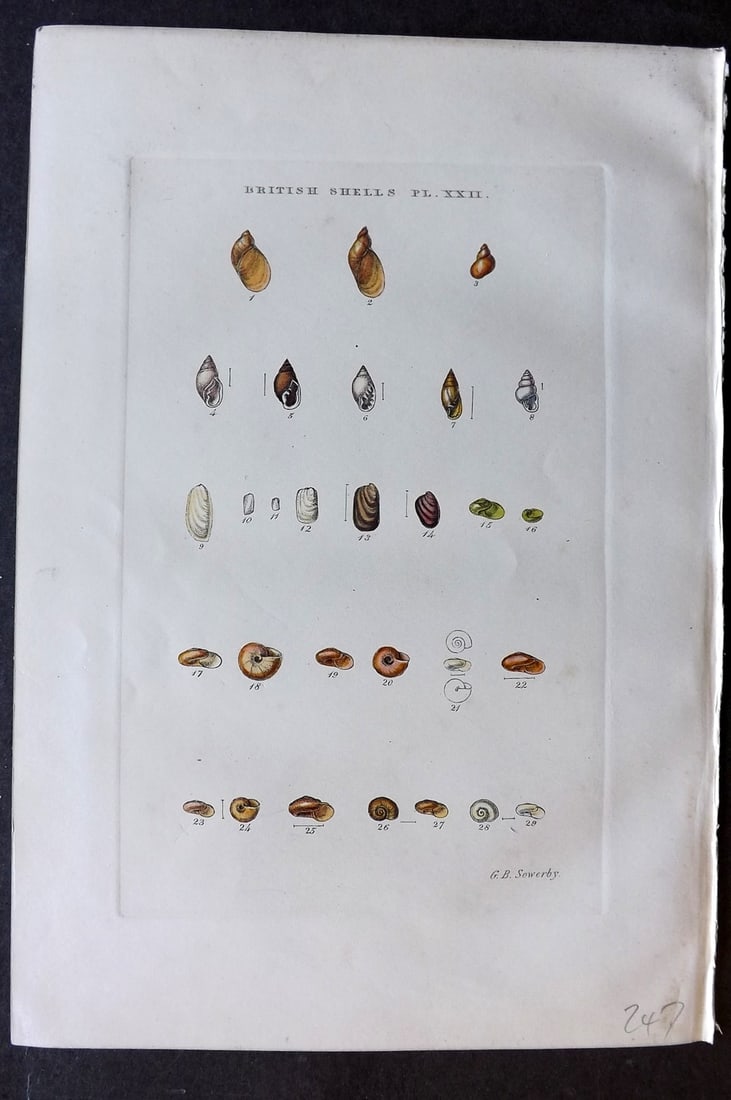 Sowerby, George 1859 Hand Col Shell Print. Succinea, Melampus, Carychium, Limax, Testacella 22 (1 of 1)
