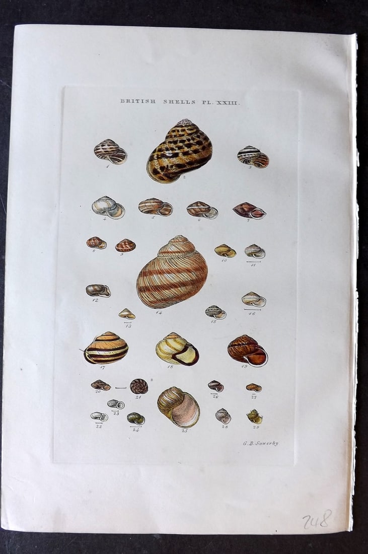 Sowerby, George 1859 Hand Col Shell Print. Helix 23 (1 of 1)