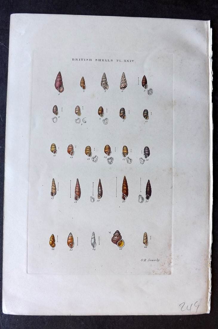 Sowerby, George 1859 Hand Col Shell Print. Bulimus, Pupa, Vertigo, Balea, Clausilia, Cochlicopa 24 (1 of 1)