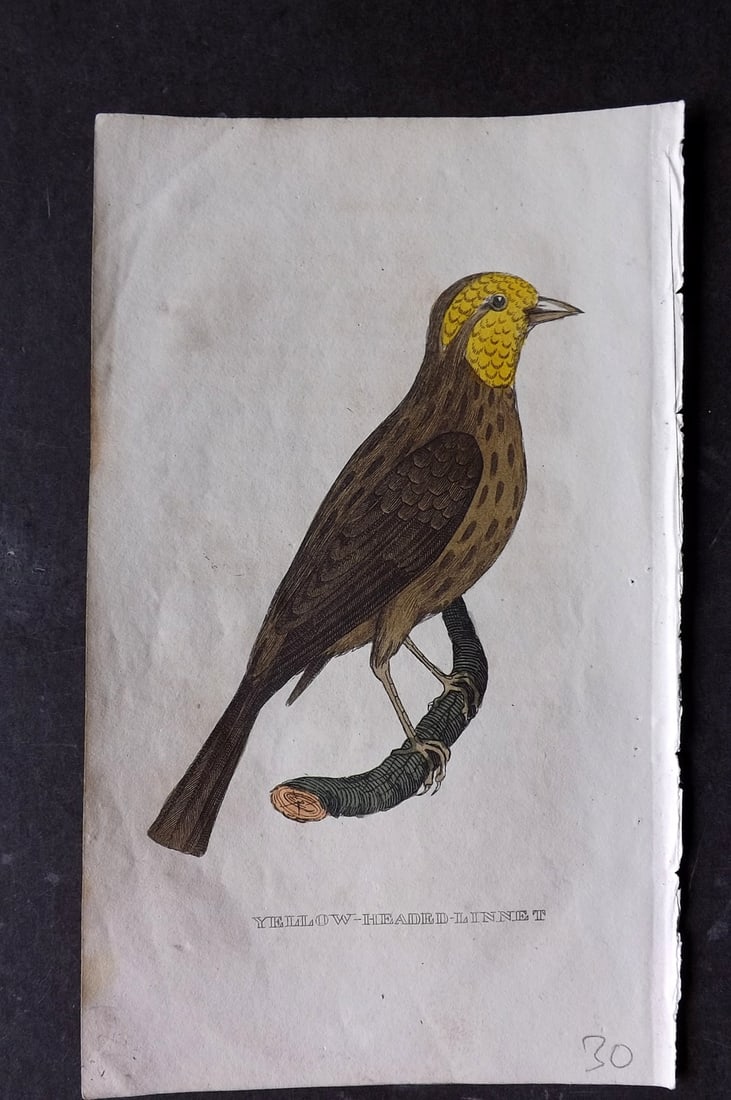 Brightly (Pub) 1815 Hand Coloured Bird Print. Yellow Headed Linnet (1 of 1)