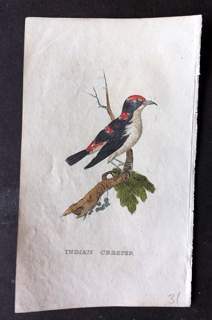Brightly (Pub) 1815 Hand Coloured Bird Print. Indian Creeper (1 of 1)