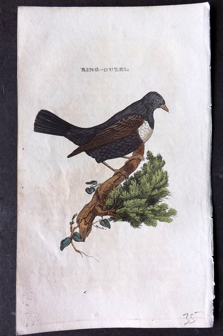 Brightly (Pub) 1815 Hand Coloured Bird Print. Ring Ouzel (1 of 1)