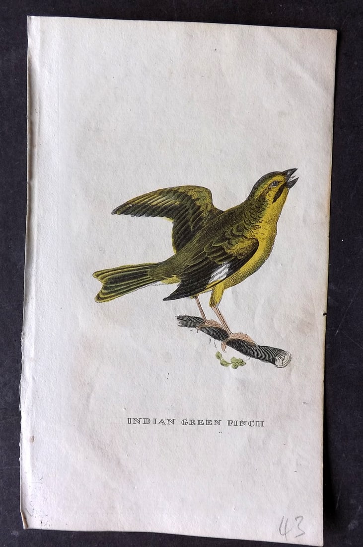 Brightly (Pub) 1815 Hand Coloured Bird Print. Indian Green Finch (1 of 1)