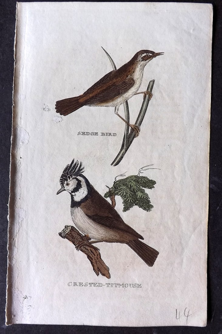 Brightly (Pub) 1815 Hand Coloured Bird Print. Sedge Bird, Crested Titmouse (1 of 1)
