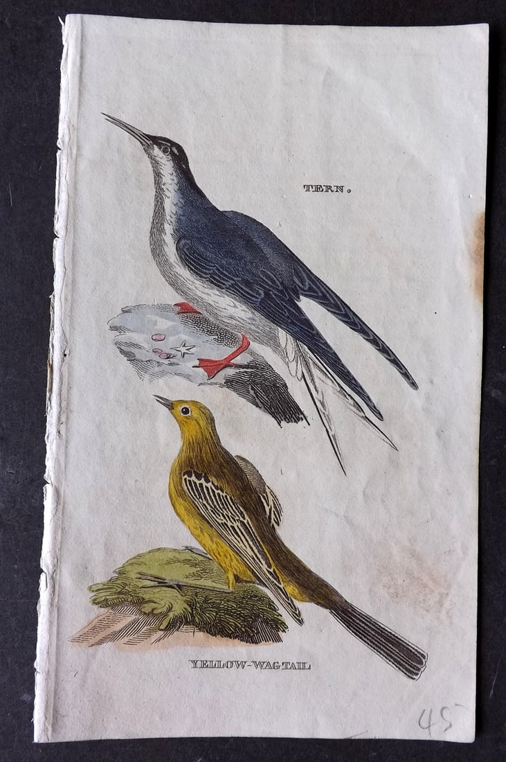 Brightly (Pub) 1815 Hand Coloured Bird Print. Tern, Yellow Wagtail (1 of 1)