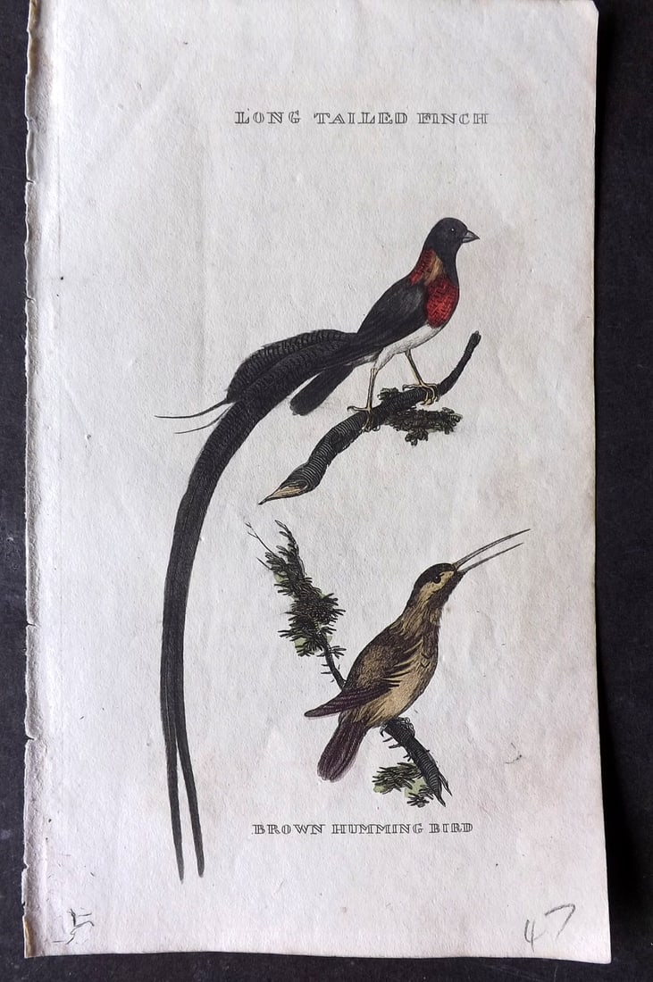 Brightly (Pub) 1815 Hand Coloured Bird Print. Long Tailed Finch, Brown Hummingbird: Hand Colored Copper Plate Published 1815 by Brightly & Childs, Bungay for "The Natural History of Birds" Paper Size: 8 x 4.25 inch (20 x 14cm) Good Condition