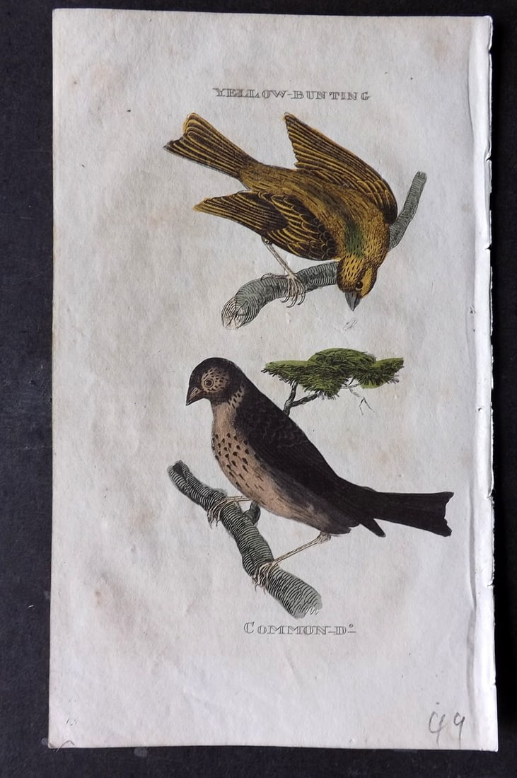 Brightly (Pub) 1815 Hand Coloured Bird Print. Yellow & Common Bunting (1 of 1)