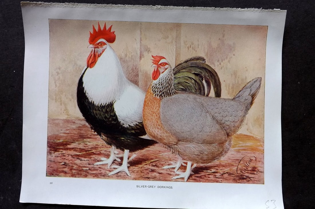 Ludlow, J. W. C1910 Antique Poultry Print. Silver Grey Dorkings (1 of 1)