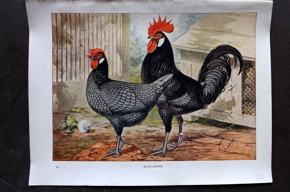 Ludlow, J. W. C1910 Antique Poultry Print. Andalusians (1 of 1)