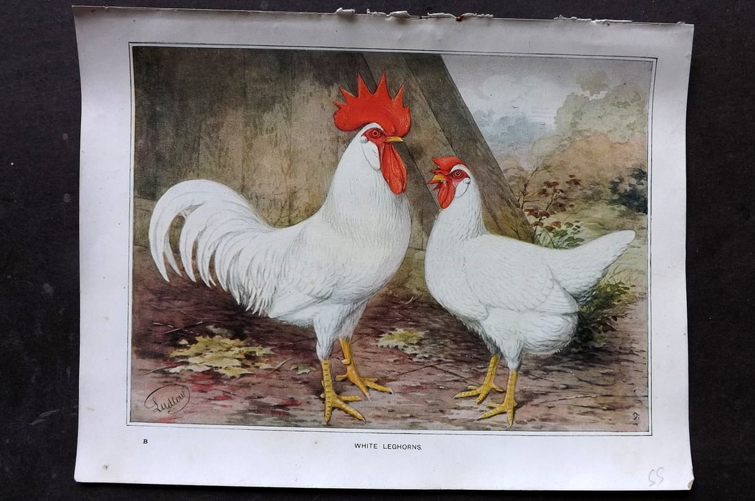 Ludlow, J. W. C1910 Antique Poultry Print. White Leghorns (1 of 1)