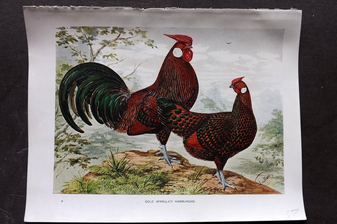 Ludlow, J. W. C1910 Antique Poultry Print. Gold Spangled Hamburghs (1 of 1)