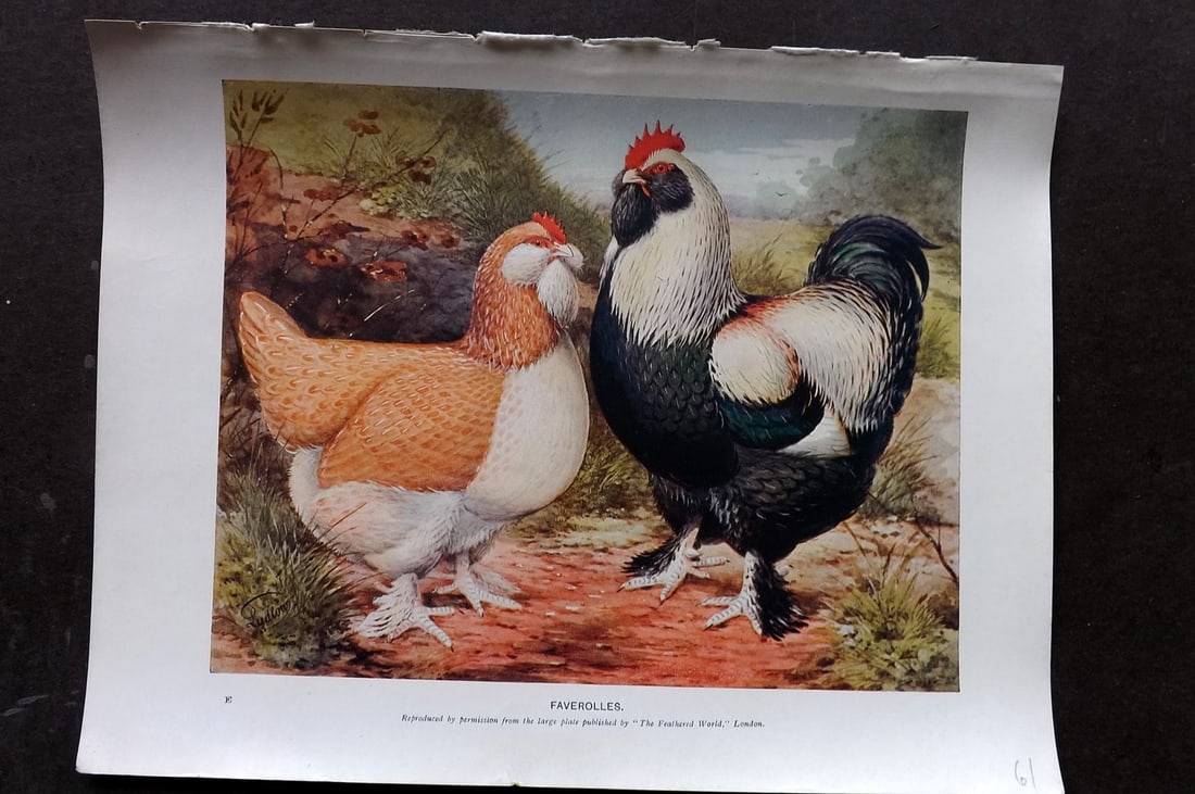 Ludlow, J. W. C1910 Antique Poultry Print. Faverolles (1 of 1)