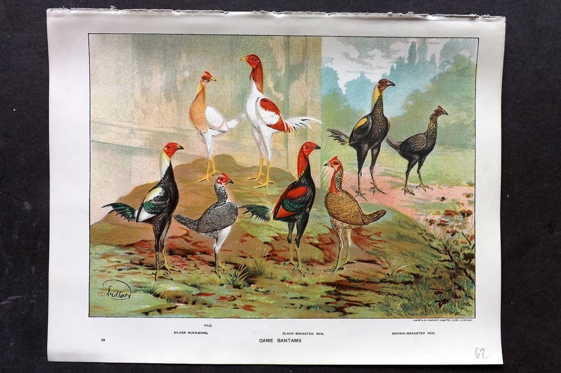 Ludlow, J. W. C1910 Antique Poultry Print. Game Bantams (1 of 1)