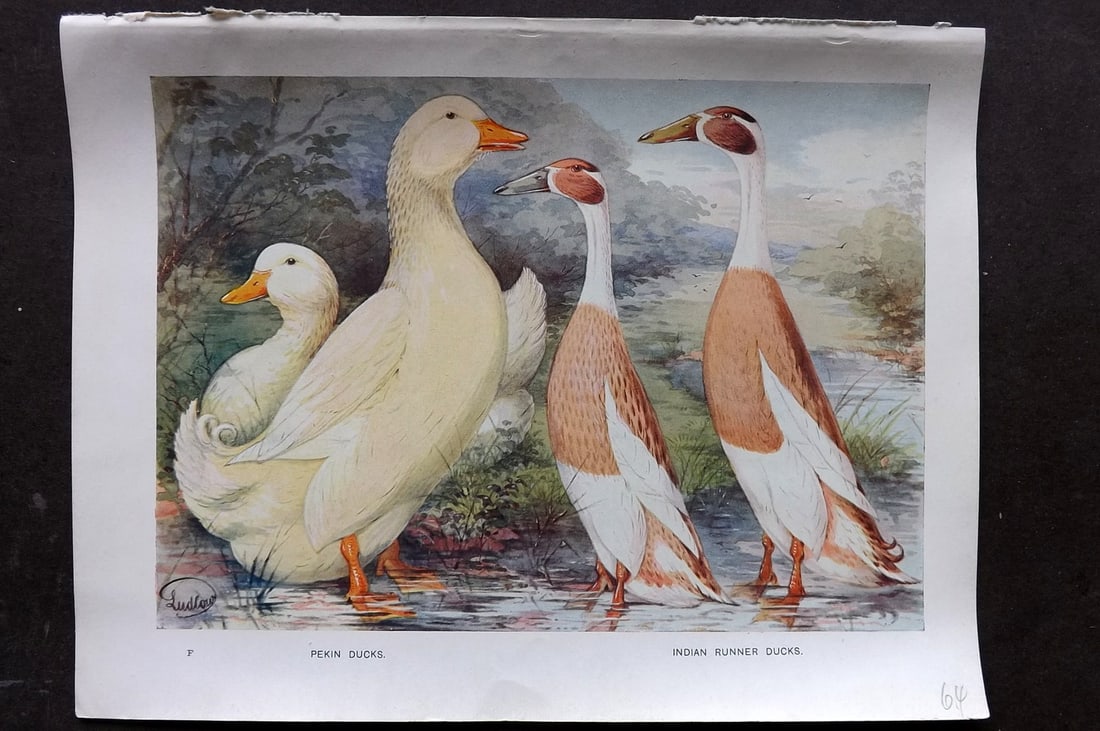 Ludlow, J. W. C1910 Antique Poultry Print. Pekin Ducks, Indian Runner Ducks (1 of 1)