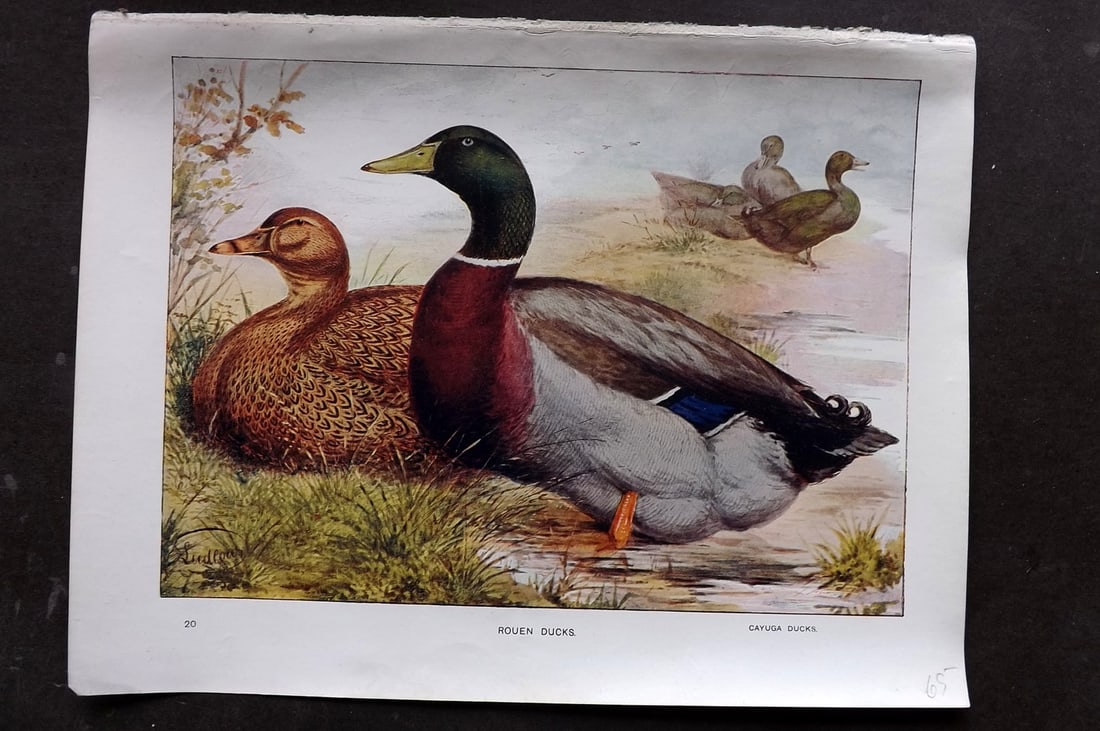 Ludlow, J. W. C1910 Antique Poultry Print. Rouen Ducks (1 of 1)