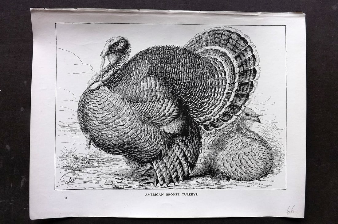 Ludlow, J. W. C1910 Antique Poultry Print. American Bronze Turkeys (1 of 1)