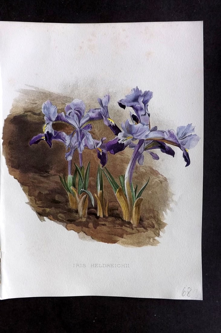 Moon, H. G. 1905 Folio Botanical Print. Iris Heldreichii (1 of 1)