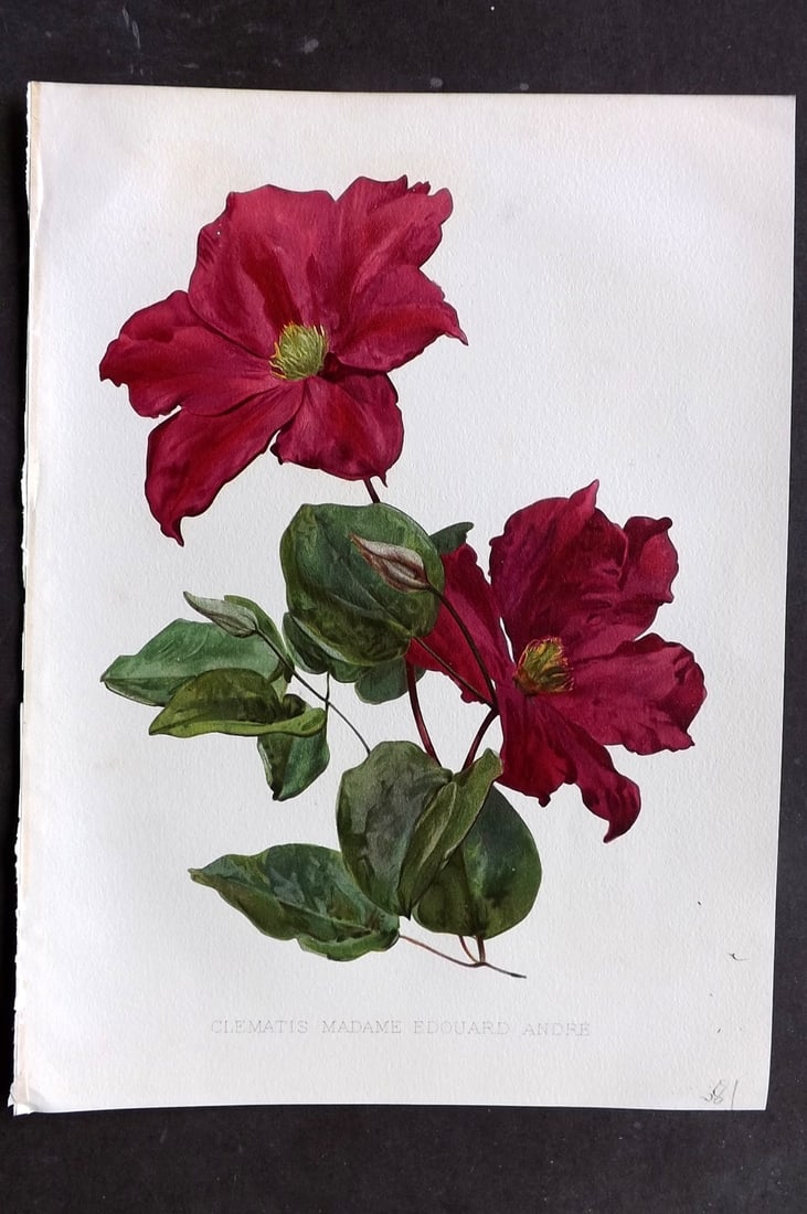 Moon, H. G. 1905 Folio Botanical Print. Clematis Madame Edouard Andre: Chromolithograph Published 1903-05, London for "Flora and Sylva" Illustrated by H. G. Moon. Paper Size: 12 x 9 inch (30 x 23cm) Very minor background toning. Good Condition