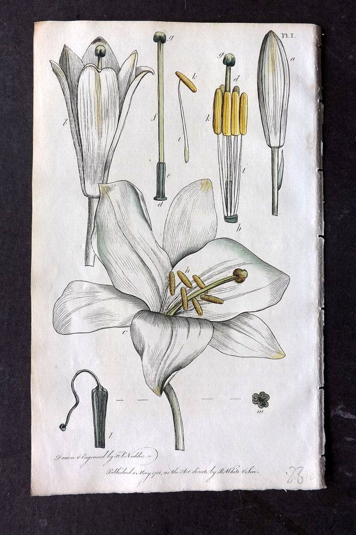 Nodder & Martyn 1815 Hand Col Botanical Print. White Lily 01: Hand Colored Copper Plate Published 1815, London for "Thirty-eight Plates, with Explanations, Intended to Illustrate Linnaeus's System of Vegetables" by Thomas Martyn. Drawn & Engraved by Frederick Po