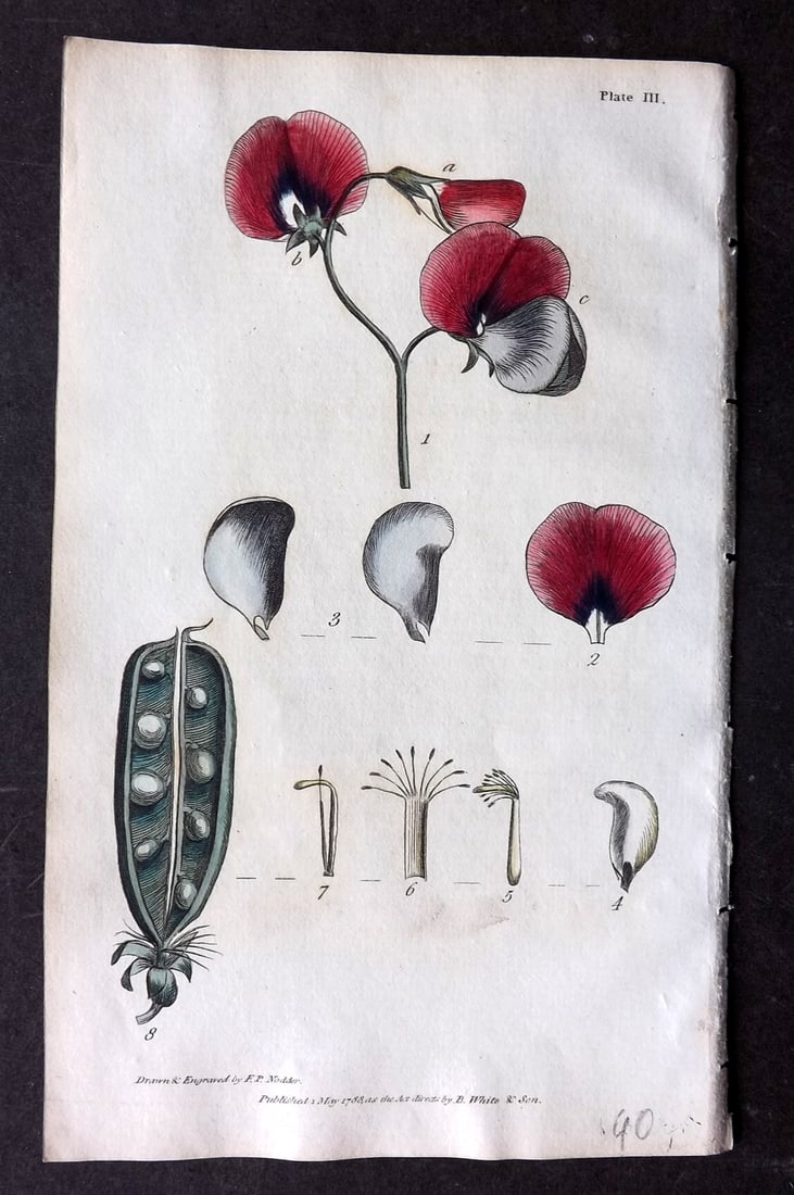 Nodder & Martyn 1815 Hand Col Botanical Print. Garden Pea 03: Hand Colored Copper Plate Published 1815, London for "Thirty-eight Plates, with Explanations, Intended to Illustrate Linnaeus's System of Vegetables" by Thomas Martyn. Drawn & Engraved by Frederick Po