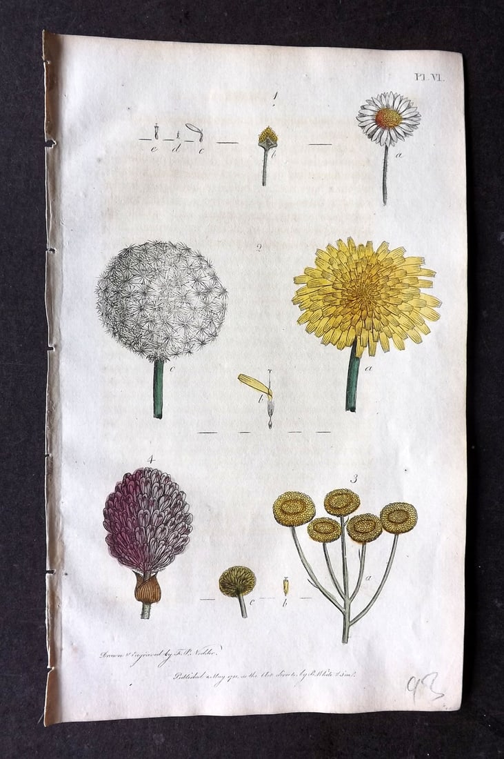 Nodder & Martyn 1815 Hand Col Botanical Print. Common Daisy, Dandelion 06: Hand Colored Copper Plate Published 1815, London for "Thirty-eight Plates, with Explanations, Intended to Illustrate Linnaeus's System of Vegetables" by Thomas Martyn. Drawn & Engraved by Frederick Po