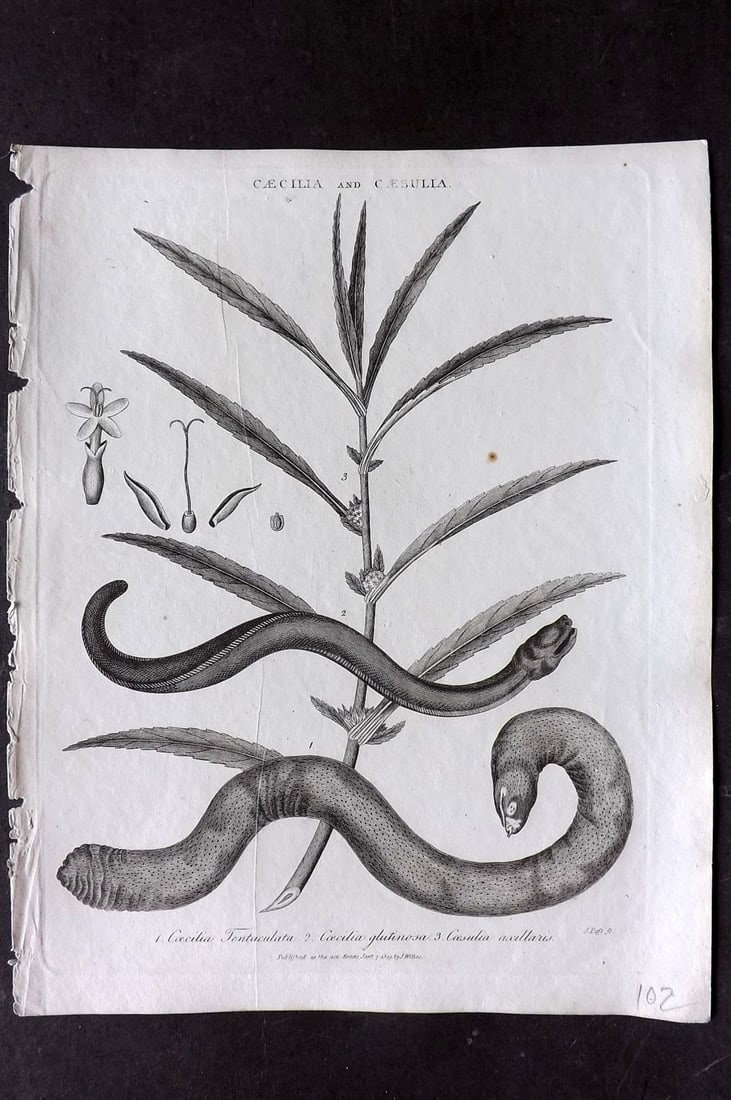 Wilkes, John 1809 Antique Botanical Print. Caecilia Tentaculata Amphibian, Glutinosa, Axillaris (1 of 1)