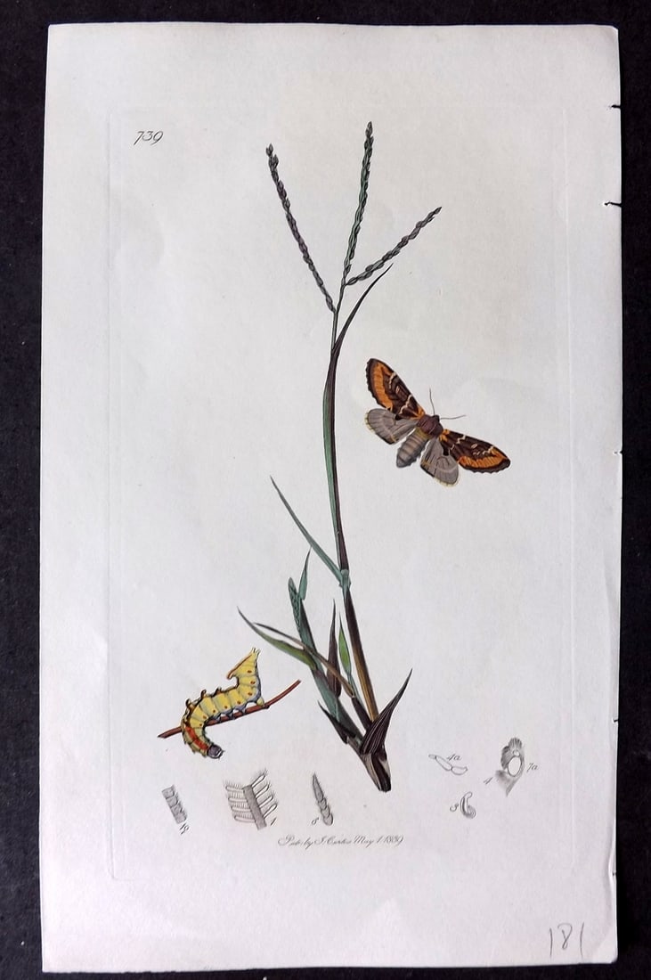 Curtis, John C1830 Hand Col Insect Botanical Print 739: Hand Colored Etching Published 1823-39, London for "British Entomology: Being Illustrations and Descriptions of the Genera of Insects found in Great Britain and Ireland" First Edition by John Curtis. 