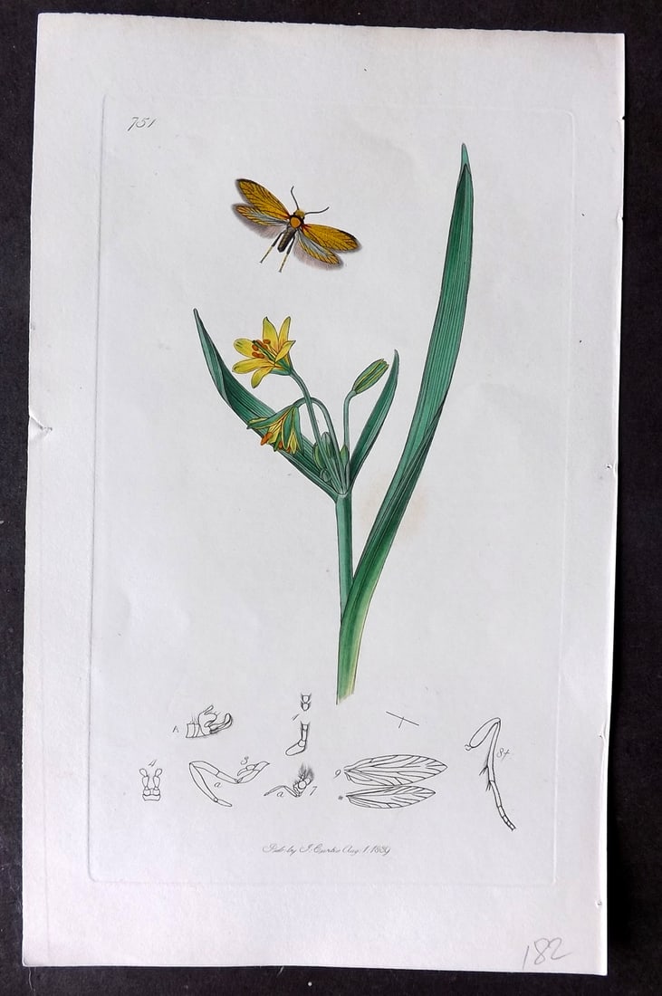 Curtis, John C1830 Hand Col Insect Botanical Print 751: Hand Colored Etching Published 1823-39, London for "British Entomology: Being Illustrations and Descriptions of the Genera of Insects found in Great Britain and Ireland" First Edition by John Curtis. 