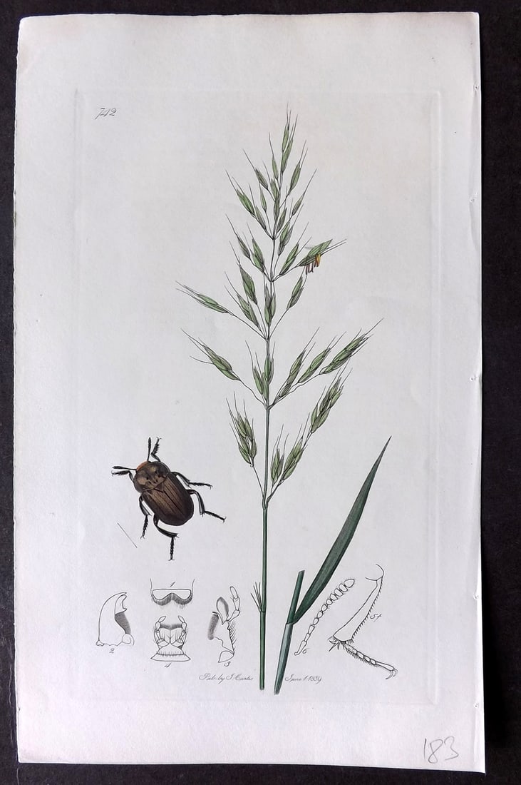 Curtis, John C1830 Hand Col Insect Botanical Print 742: Hand Colored Etching Published 1823-39, London for "British Entomology: Being Illustrations and Descriptions of the Genera of Insects found in Great Britain and Ireland" First Edition by John Curtis. 