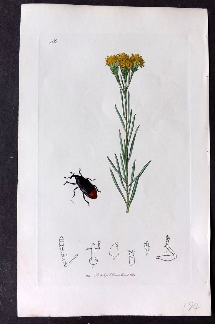 Curtis, John C1830 Hand Col Insect Botanical Print 766: Hand Colored Etching Published 1823-39, London for "British Entomology: Being Illustrations and Descriptions of the Genera of Insects found in Great Britain and Ireland" First Edition by John Curtis. 