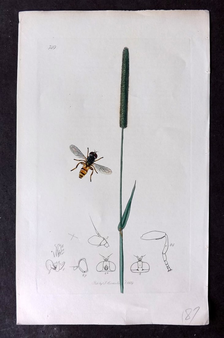 Curtis, John C1830 Hand Col Insect Botanical Print 749: Hand Colored Etching Published 1823-39, London for "British Entomology: Being Illustrations and Descriptions of the Genera of Insects found in Great Britain and Ireland" First Edition by John Curtis. 