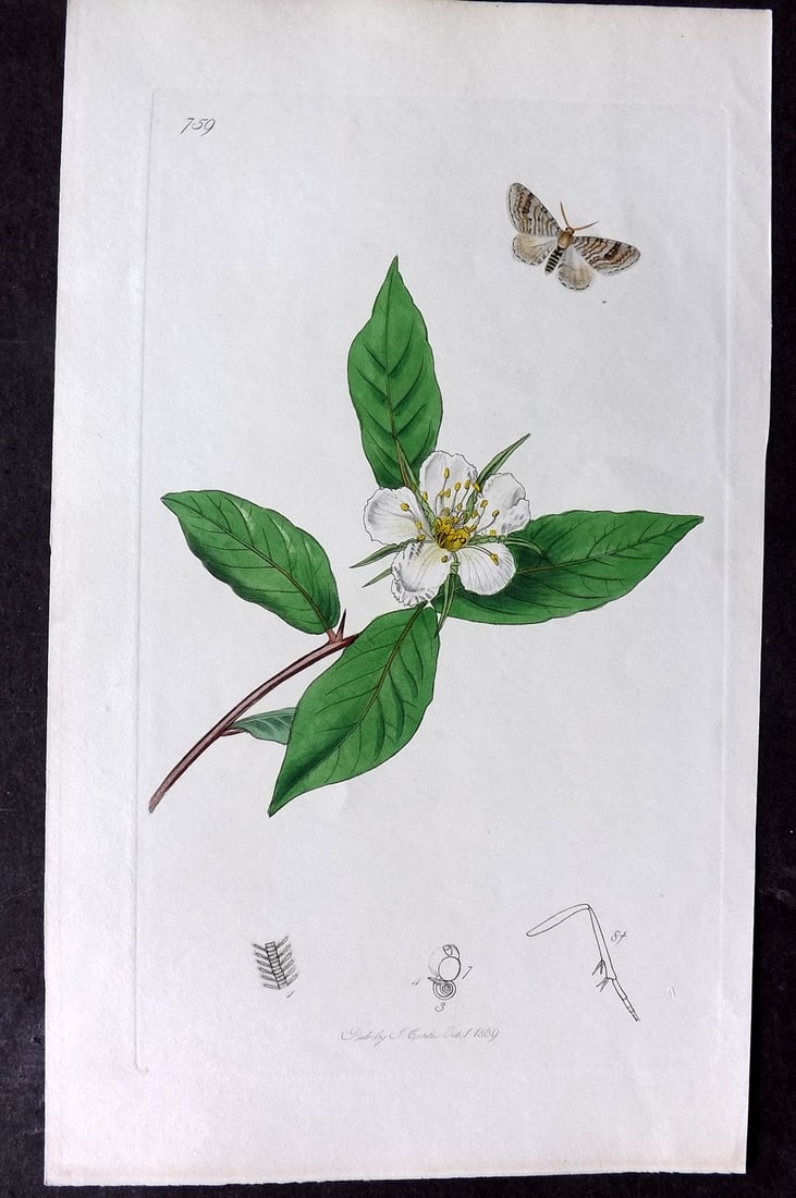 Curtis, John C1830 Hand Col Insect Botanical Print 759: Hand Colored Etching Published 1823-39, London for "British Entomology: Being Illustrations and Descriptions of the Genera of Insects found in Great Britain and Ireland" First Edition by John Curtis. 